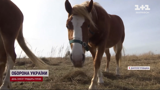 Привыкли к обстрелам: как в городе, который уничтожает Россия, выживают 14 лошадей (фото, видео)