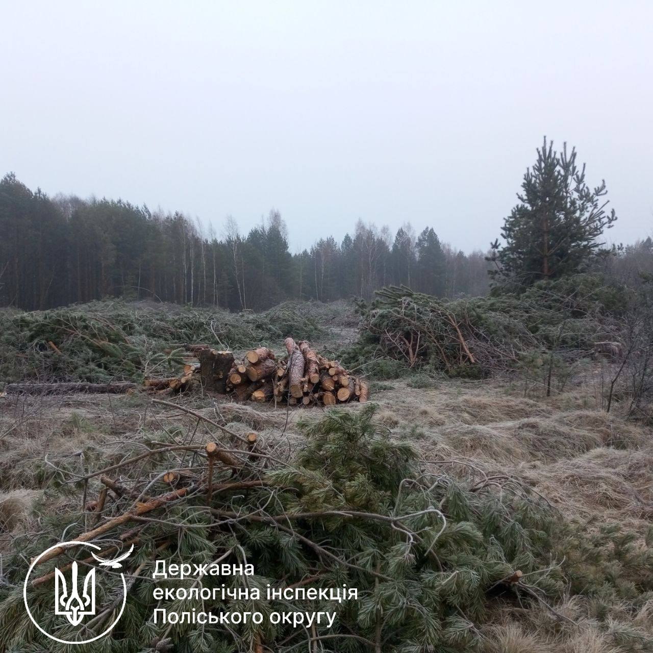 На Житомирщині вандали вирубали 17 дубів уздовж залізниці: збитки – понад 360 тисяч гривень