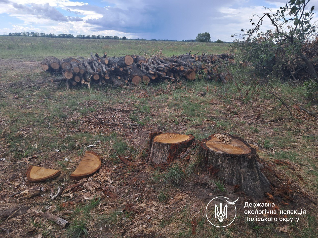 Масштабна вирубка: Потіївська сільська рада має відшкодувати державі 2,5 млн грн за вирубку 122 дерев